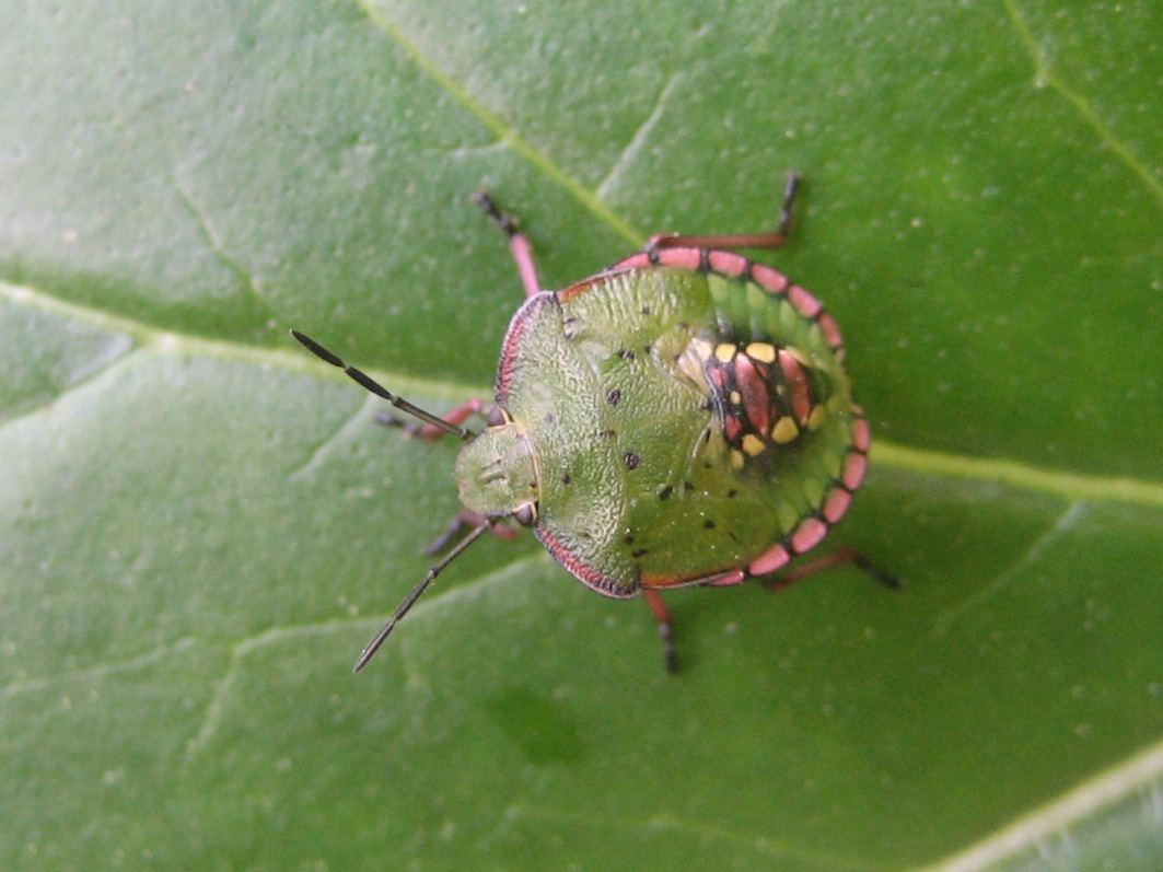 Pentatomidae: Nezara viridula (ninfa) della Sicilia (PA)